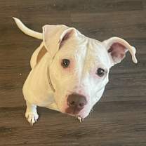 Thumbnail photo of Luna #2