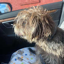 Thumbnail photo of Toby #4