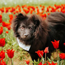 Thumbnail photo of Ilona #1