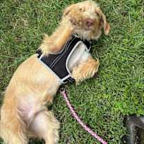 Thumbnail photo of Elmer #2