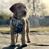Thumbnail photo of Elmer #4