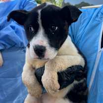 Thumbnail photo of Stinky 5862 #2