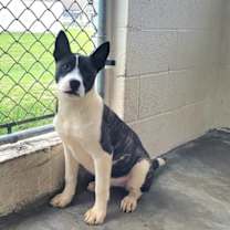 Thumbnail photo of Stinky 5862 #3