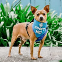 Thumbnail photo of Dorito #3