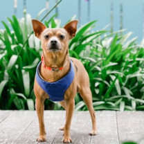 Thumbnail photo of Dorito #4