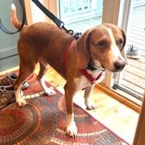 Thumbnail photo of Stout #3