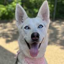 Thumbnail photo of Fenrir #2