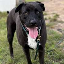 Thumbnail photo of 179238 Bolt (Off Site Foster) #3