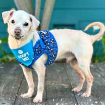 Thumbnail photo of Pauly D #3