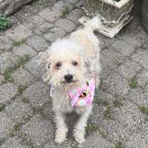 Thumbnail photo of Lance #3