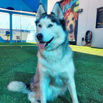 Thumbnail photo of DAISY #1