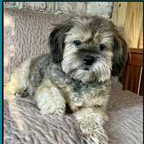 Thumbnail photo of Gidget and Bucky * #4
