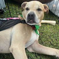 Thumbnail photo of Dodger * #3