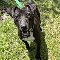 Thumbnail photo of Duke #1