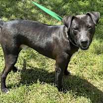 Thumbnail photo of Duke #2