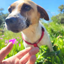 adopt-pet