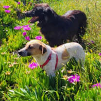 Thumbnail photo of Misty #3