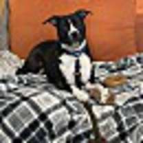 adopt-pet