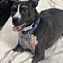 Thumbnail photo of Lychee #2