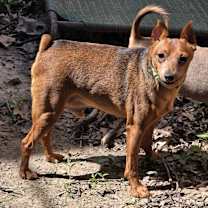 Thumbnail photo of Scout #1