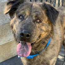 Thumbnail photo of GRIZZLY #1