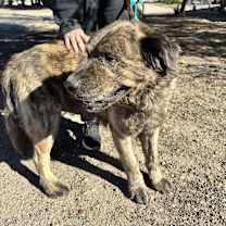 Thumbnail photo of GRIZZLY #3