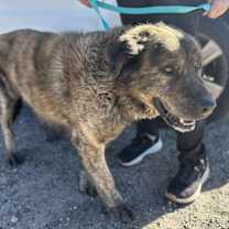 Thumbnail photo of GRIZZLY #1