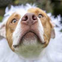 Thumbnail photo of Peony #4