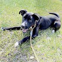 Thumbnail photo of Shadow #4