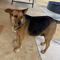 Thumbnail photo of Gracie #3