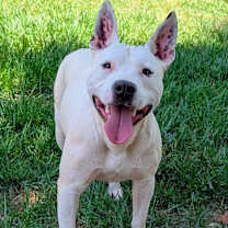 Thumbnail photo of Scout #1