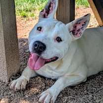 Thumbnail photo of Scout #2