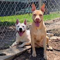 Thumbnail photo of Scout #4