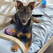 Thumbnail photo of Ryker #2