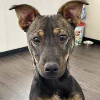 Thumbnail photo of Ryker #4
