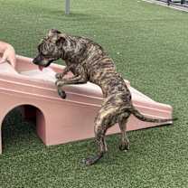 Thumbnail photo of Finn #4