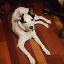 Thumbnail photo of Tai #3