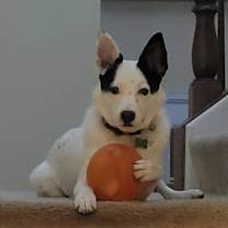 Thumbnail photo of Tai #1