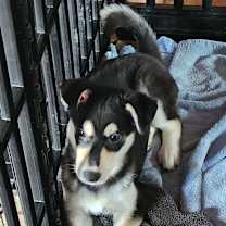 Thumbnail photo of Bonnie #2