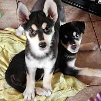 Thumbnail photo of Bonnie #3