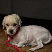 Thumbnail photo of Scottie+ #4