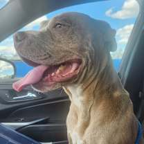 Thumbnail photo of Bella #2