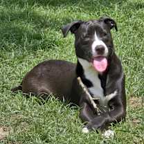 Thumbnail photo of Sammy #1