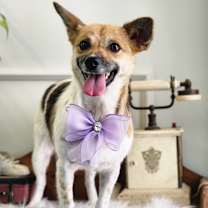 Thumbnail photo of Liel #1