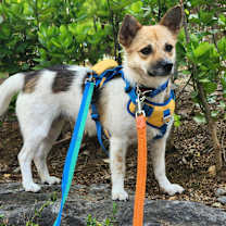 Thumbnail photo of Liel #4