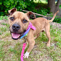 Thumbnail photo of Protozoa #1