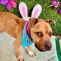 Thumbnail photo of Protozoa #4