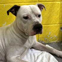 Thumbnail photo of Chucky #2