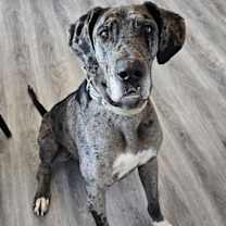 Thumbnail photo of Chevy #1