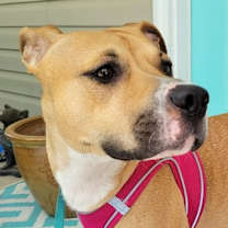 Thumbnail photo of Aubrey #3